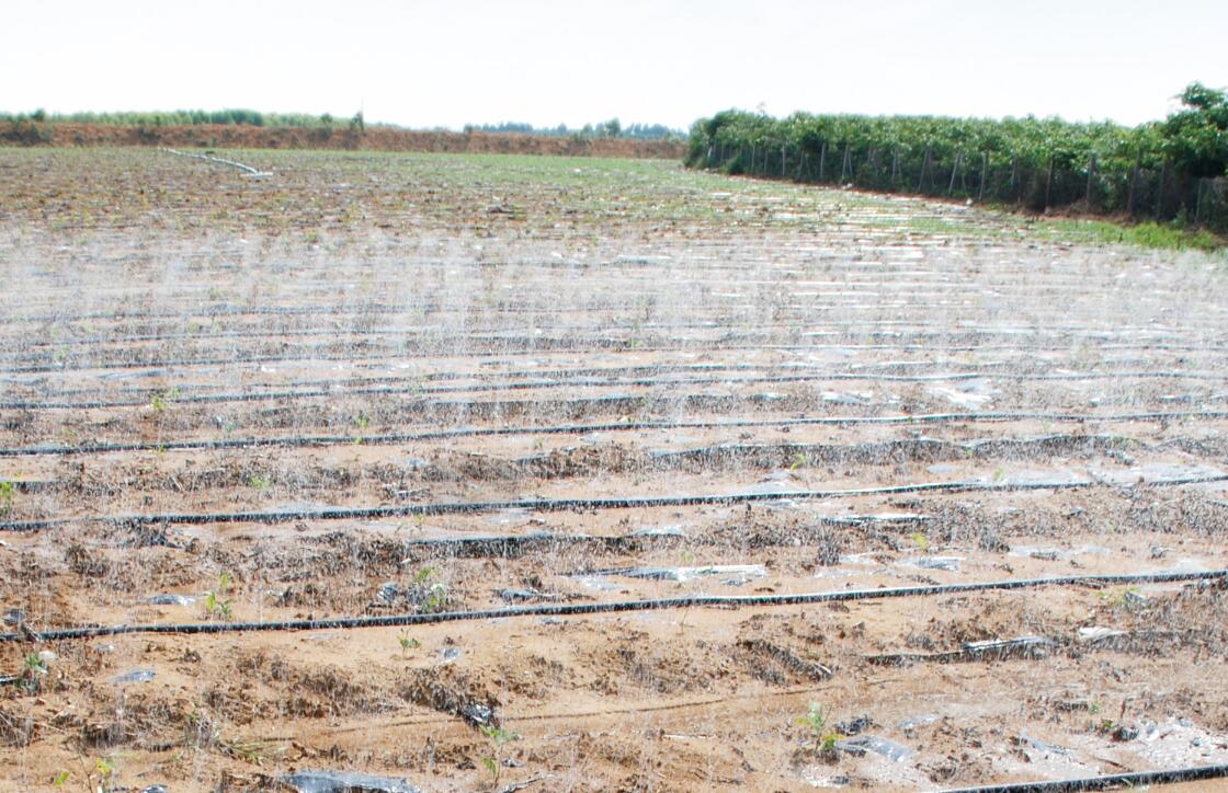 牛大力良種良法-水肥一體化技術